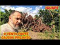 O VENTO FORTE NÃO PERDOA NEM OS PÉS DE LICHIA / QUEBRANDO A ROTINA #valedoribeira #litoral #praia