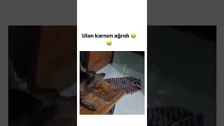 Noluyo Ya !! İlk Defa Fare Gören Acemi Kedi 😄