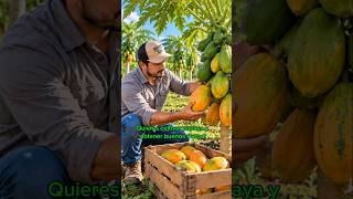 CÓMO CULTIVAR PAPAYA Y LOGRAR UNA BUENA COSECHA 🍈🌱
