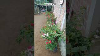 kembang kertas pinggir umah #bougenville #bougenvile #bungakertas #taman