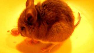 DSCF1512.AVI
