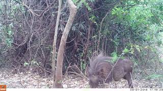 Ndarakwai Ranch, Tanzania, trail cam, warthogs