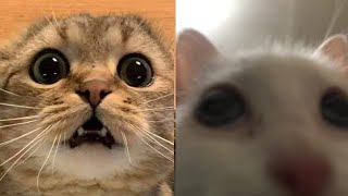 BEST FUNNY MEMES WITH CATS COMPILATION 17 by puff 6,920 views 2 years ago 8 minutes, 25 seconds