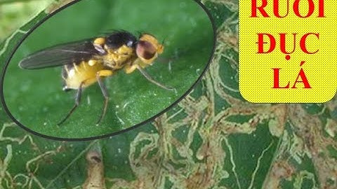 RUỒI ĐỤC LÁ - SÂU VẼ BÙA HẠI DƯA LEO