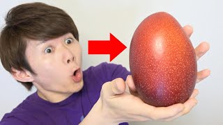 【1万円】太陽のタマゴを料理つくってみた！巨大な卵