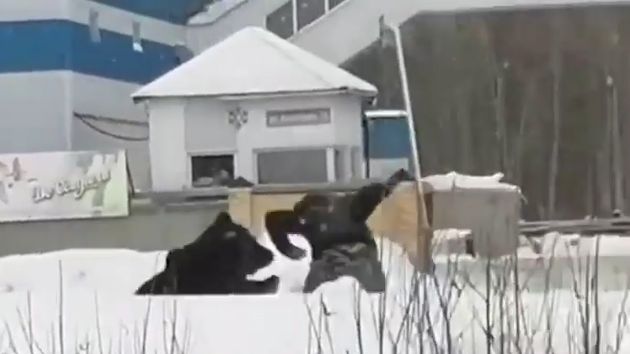 Авто сбил медведя