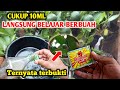 Modal rp2000 jadi pupuk perangsang buah luar biasa