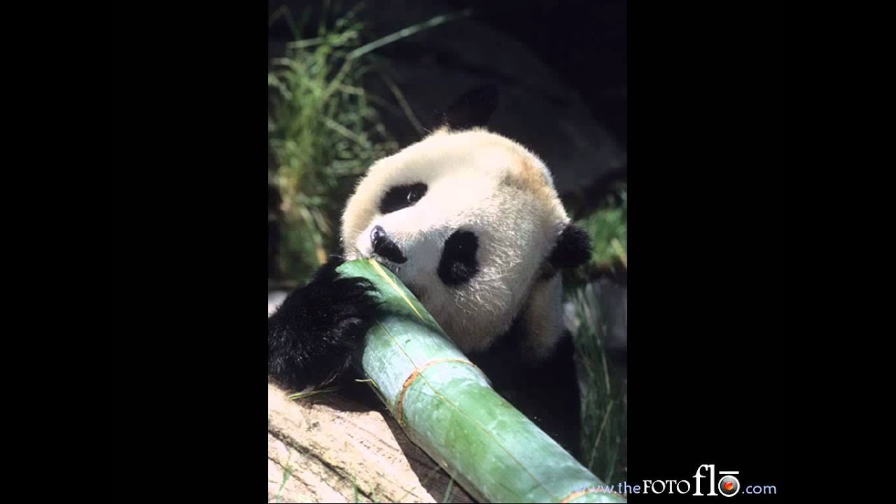Louisville Zoo's New Giant Panda Exhibit by Caitlin, Josh, Heather