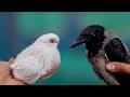 تهجين الحمام مع الغراب Pigeons تهجين الحمام مع الغراب Pigeons