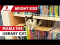 Meet Mable, the library cat | 7NEWS