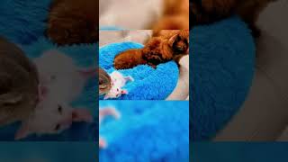 Very Funny Cute Kitten Wants Dogs Companion #Funny #Cat #Dog