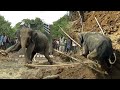 This elephant entered the village in search of food at night and fell in to an agricultural well