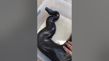 How to handle shorttail python one handed The Queen  Sumatran shorttail python