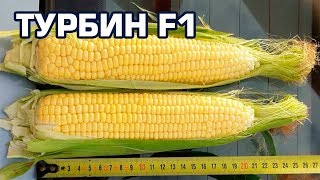 ТУРБИН F1 - УЛЬТРАРАННЯЯ КУКУРУЗА С ИЗУМИТЕЛЬНЫМ ВКУСОМ