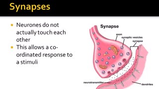 Nervous System Part 3 - Synapses (A-Level Biology)