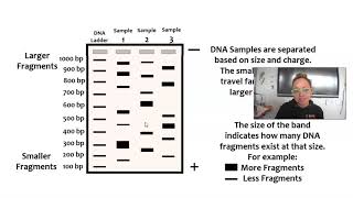 Gel Electrophoresis