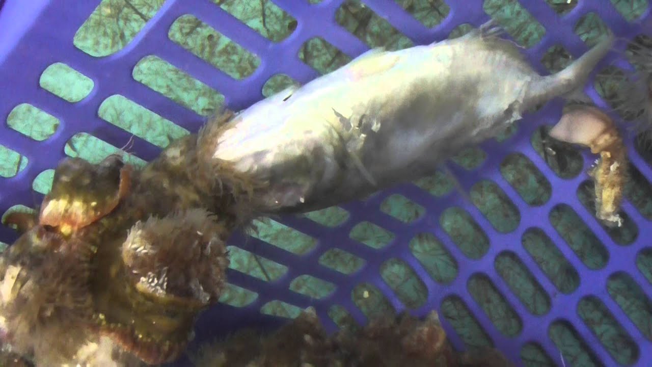 ヤドカリに付着したイソギンチャクが魚を食べています Youtube