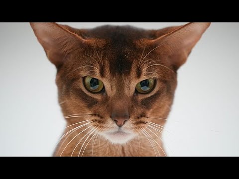 Кошки в костюмах и конкурсы красоты привлекают публику на выставке