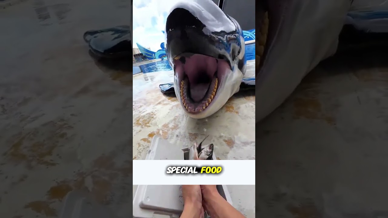 Этот парень заботится об этой косатке ❤️🐳 