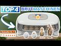 Beste BRUTMASCHINEN (Testsieger 2026) | Top 4 Brutmaschinen Vergleich