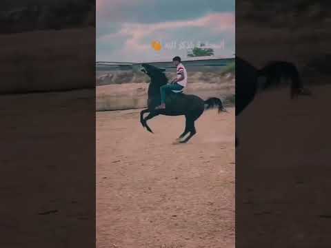 جديد محمد عساف ستوري خيل محمد عساف الي قبع قبع 