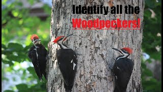 Woodpecker Identification - All you Need to Know!