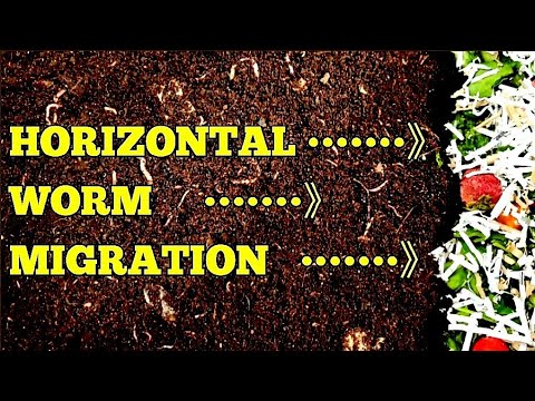 Horizontal Migration Begun In 10 Gallon Red Wiggler Worm Bin Composting System | Vermicomposting