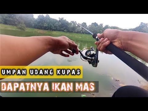 mancing-liar-ikan-mas-umpan-udang-kupas---vlog-#4-sambaran-ikan-besar