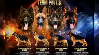 India’s No 1 Long Hair German Shepherd Dogs By Team Paul Hubli Karnataka 😳😳