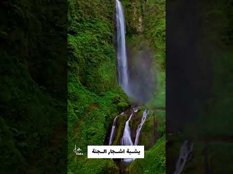 سجاد حرمك الاخضر كانة من اشجار الجنة اكسبلور يافاطمه لايك ترند تيك توك متابعه السعودية