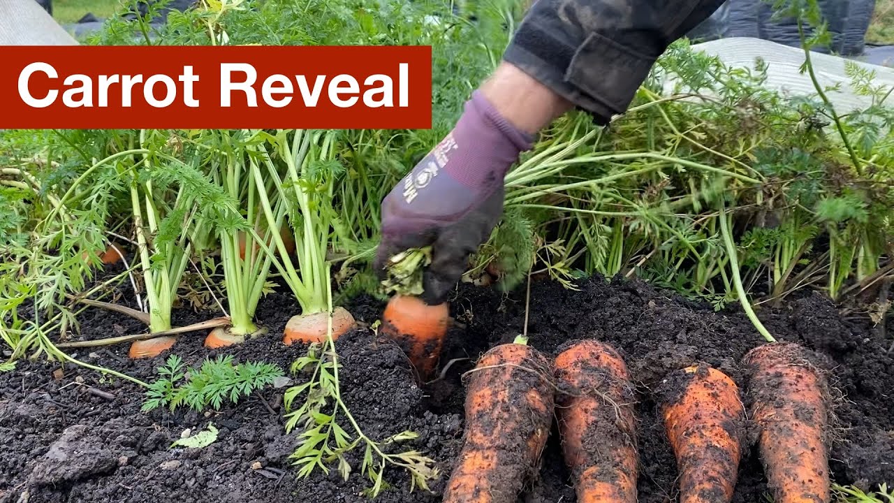 Big Carrot Reveal YouTube