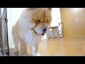 床をピカピカにしてもらったチャウチャウ犬