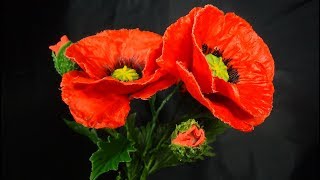 :    . POPPY