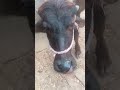 melu#bacchon_ka_😀video #animals #comedymovies #funnycomedy #bhojpuri #song #comedy #funny