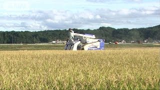 “減反”開始後初　コメ生産量が目標下回る見通し(15/08/25)