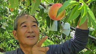 2025拉拉山水蜜桃開採｜覃明達0933787333