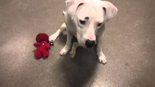 Ava,A 2-Year-Old Pit Bull Mix Available For Adoption At The Wisconsin Humane Society