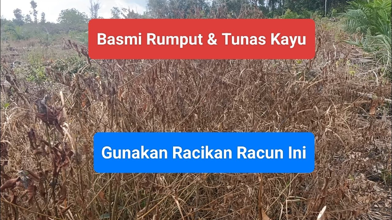 Basmi Rumput & Tunas Kayu, Gunakan Racikan Racun Ini - YouTube