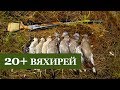 Охота на вяхиря в августе - 20+ голубей