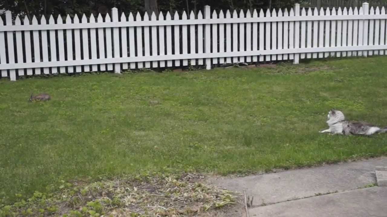 Belvedere The Cat Hunts A Rabbit (Slow-Motion Replay) - YouTube
