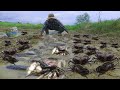 Most Life Fishing In Rainy  Season - Awesome Fishing From Dry Mud Under Straw In Rice Field