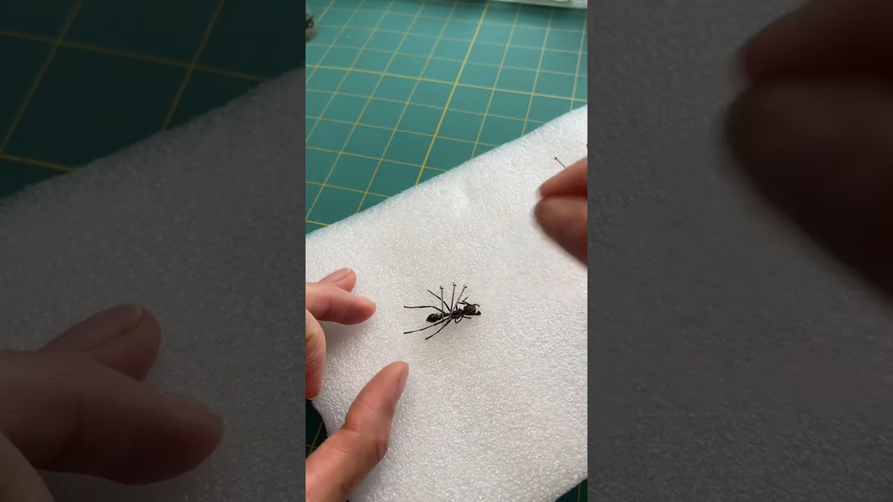 Preserving a dead Bullet Ant   