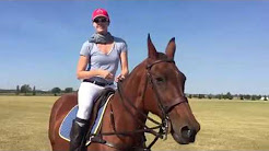 Infrared Therapy for Horses