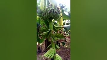 kĩ thuật chăm sóc cây chuối tiêu hồng  bán tết