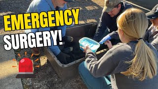 Viewer Discretion: 🚨 Performing EMERGENCY Surgery On A Newborn Calf | Midwest Homesteading