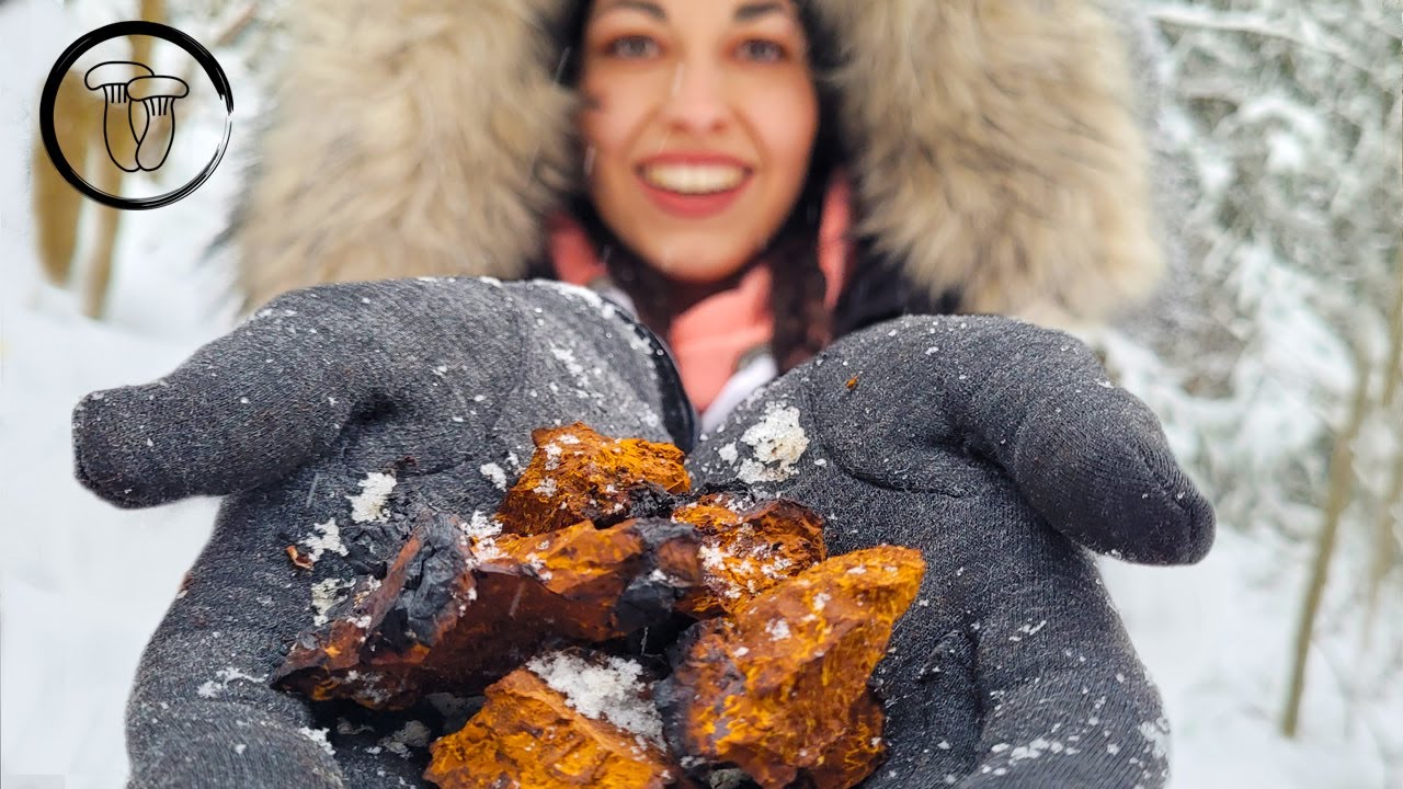 Houba nesmrtelnosti! CHAGA sibiřská. Jak ji najít? Zpracování čagy.