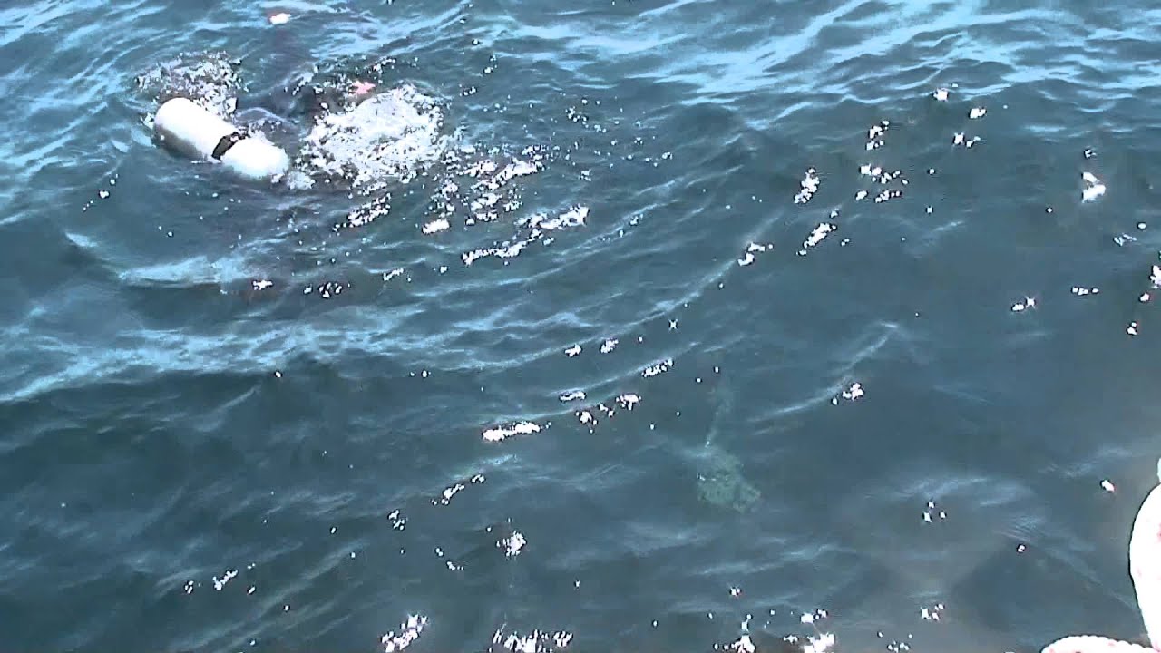 Christophe has Remora Fish attached to his arse!