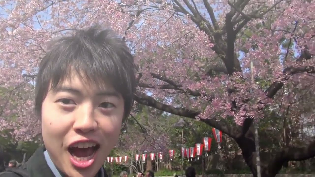 Bloom Nobly, Cherry Blossoms of Masuo ~ Border of Masuo