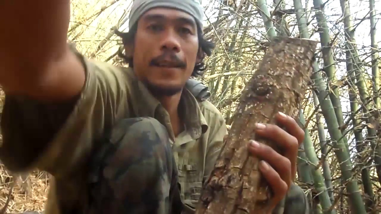 เถาวัลย์น้ำ แหล่งน้ำฉุกเฉินเวลาน้ำหมดในป่า