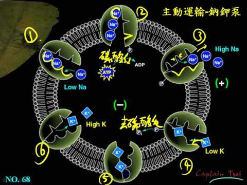 選修生物ch1 3 25主動運輸 鈉鉀幫浦三廉